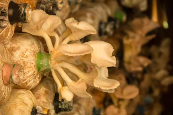 stock image white mushroom in the farm