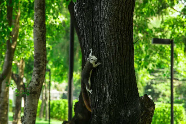 Weißes Eichhörnchen Auf Dem Baum — Stockfoto