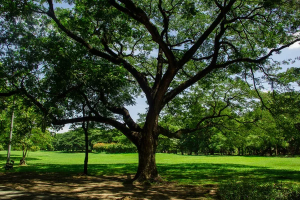 Big Tree Park — Stock Photo, Image