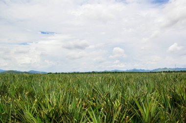 Dağ arka planında ananas çiftliği