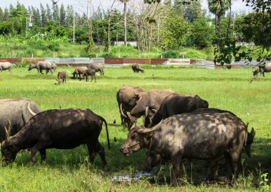 Tay bufalo çim sahası içinde