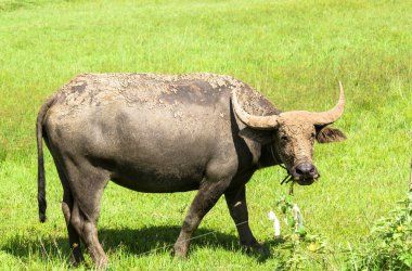 Tay bufalo çim sahası içinde