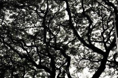 Güzel şekil, büyük Samanea saman ağaç ve desen siyah ve beyaz ses tonuyla Şubesi