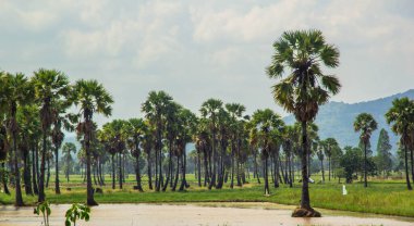 Phetchaburi, Tayland 'da şeker palmiyesi ve pirinç tarlası