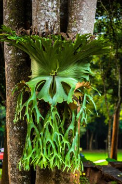 Ağaçtaki büyük Staghorn eğreltiotu