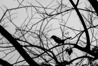 Ağaçtaki Magpie Robin 'in silueti