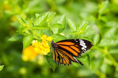 Kelebek Macro 'su bir çiçeğin üzerinde