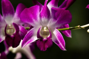 Orkide Bahçe, Tayland