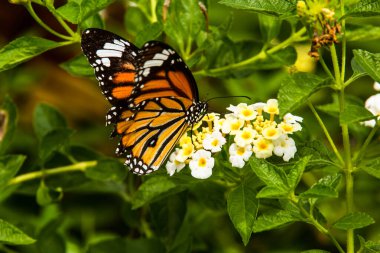 Kelebek Macro 'su bir çiçeğin üzerinde