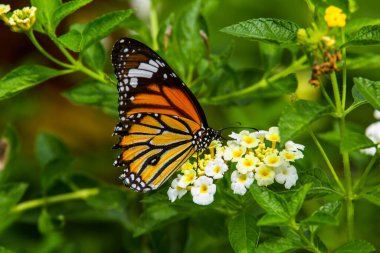 Kelebek Macro 'su bir çiçeğin üzerinde