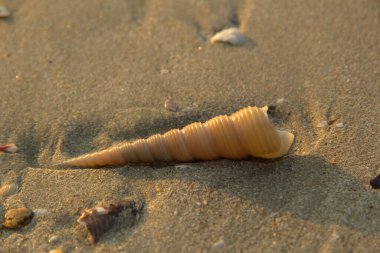 Deniz kabuğu tropik adada kum plajındaki