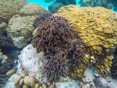 Tayland Surin Adası 'ndaki renkli mercan resifleri
