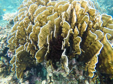 Tayland Surin Adası 'ndaki renkli mercan resifleri