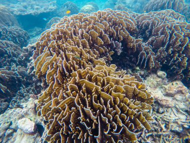 Tayland Surin Adası 'ndaki renkli mercan resifleri