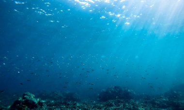 Tayland Surin Adası 'ndaki renkli mercan resifleri
