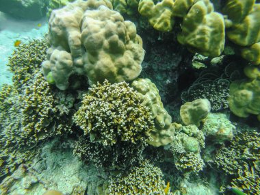 Tayland Surin Adası 'ndaki renkli mercan resifleri