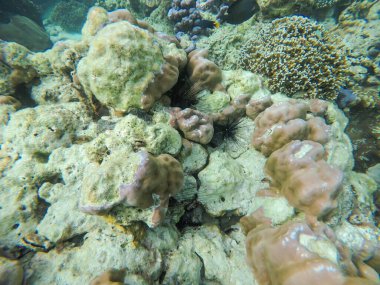 Tayland 'da deniz kestanesi ve beyaz mercanlar