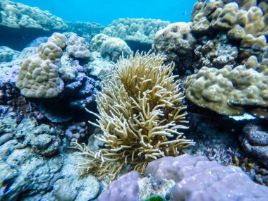 Tayland Surin Adası 'ndaki renkli mercan resifleri