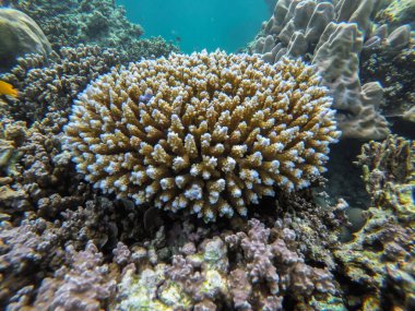 Tayland Surin Adası 'ndaki renkli mercan resifleri