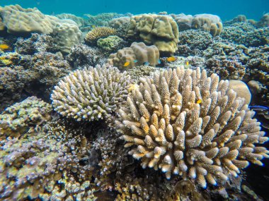 Tayland Surin Adası 'ndaki renkli mercan resifleri