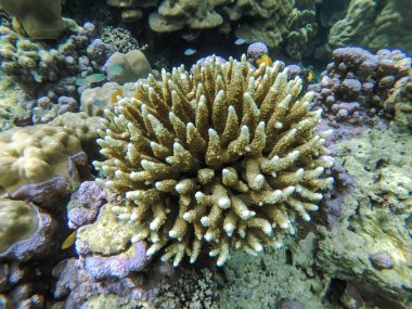 Tayland Surin Adası 'ndaki renkli mercan resifleri