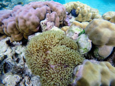 Tayland Surin Adası 'ndaki renkli mercan resifleri