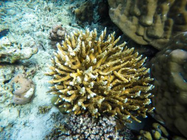 Tayland Surin Adası 'ndaki renkli mercan resifleri