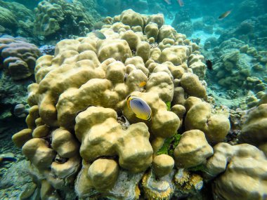 Tayland Surin Adası 'ndaki renkli mercan resifleri