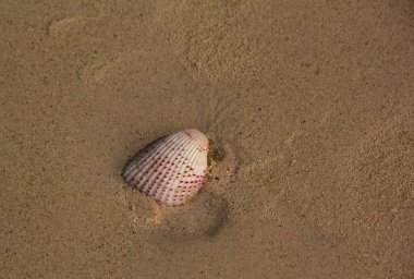 deniz kabukları kumsal arka planında