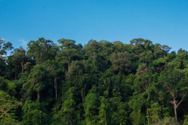 Ormandaki büyük ağaç mavi gökyüzü arka planında