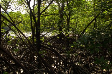 Surin Adası 'ndaki Mangrove ağacı. Tayland.