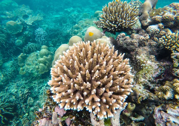 Tayland Surin Adası 'ndaki renkli mercan resifleri