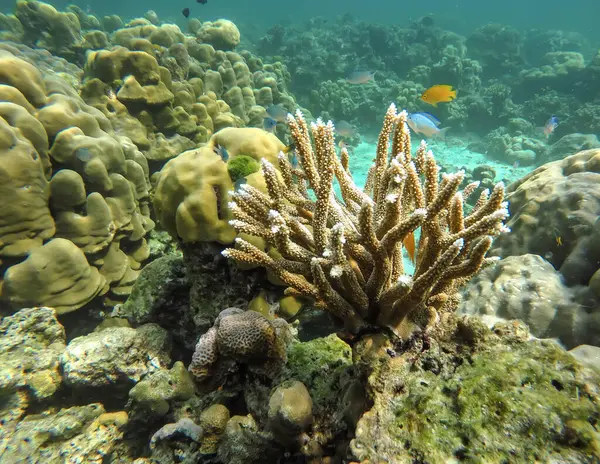 Tayland Surin Adası 'ndaki renkli mercan resifleri