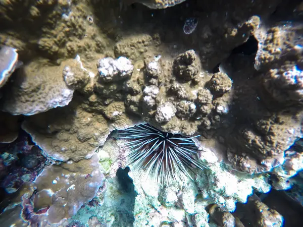Sea urchin and white corals in thailand