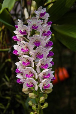Orkide çiçekleri çizgilidir. Güzel orkide çiçekler.