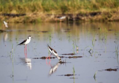 Bir çeltik tarlasında siyah kanatlı bir stilt