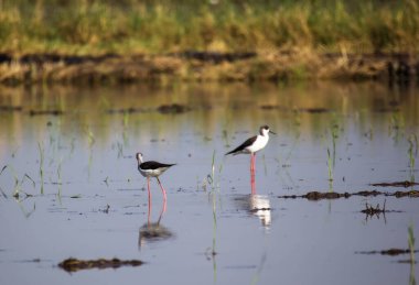 Bir çeltik tarlasında siyah kanatlı bir stilt