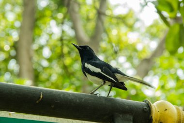 Doğa arka plan üzerinde tünemiş bir magpie görüntüsünü.