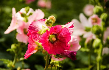 Parktaki güzel pembe çiçek