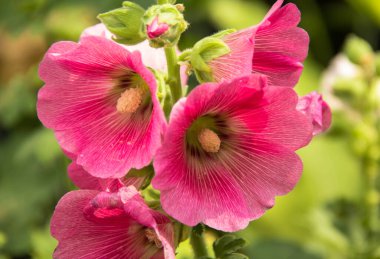 Parktaki güzel pembe çiçek