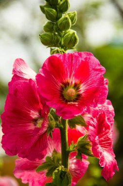 Parktaki güzel pembe çiçek