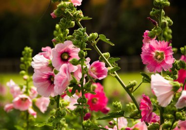 Parktaki güzel pembe çiçek