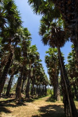 Bahçede şeker palmiyesi, Phetchaburi Eyaleti Tayland