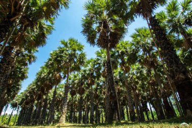 Bahçede şeker palmiyesi, Phetchaburi Eyaleti Tayland