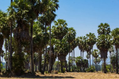Hasattan sonra pirinç tarlasında şeker palmiye ağaçları