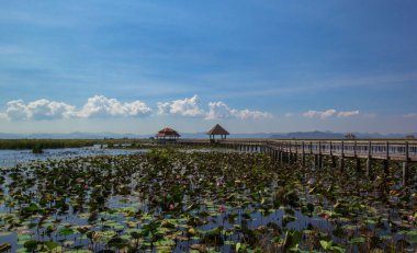 Khao Sam Roi Yot Ulusal Parkı 'ndaki Nilüfer Gölü' ndeki Tahta Köprü.
