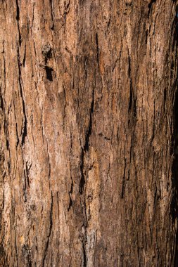 Büyük çam ağacı kabuğu dokusu