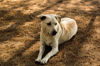 Köpek yere rahatlatıcı