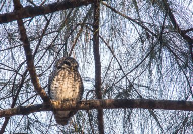 Benekli baykuş yeşil ağaç yapraklarıyla duruyor