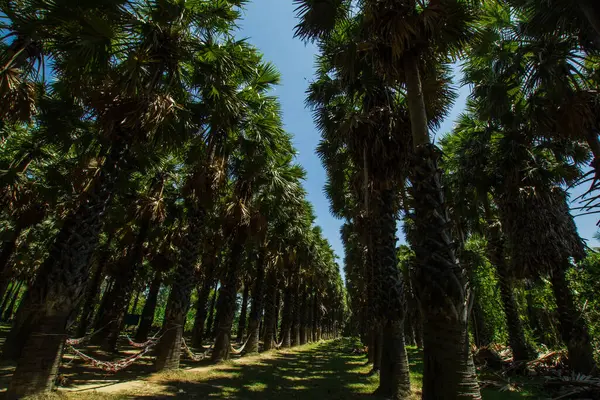 Bahçede şeker palmiyesi, Phetchaburi Eyaleti Tayland